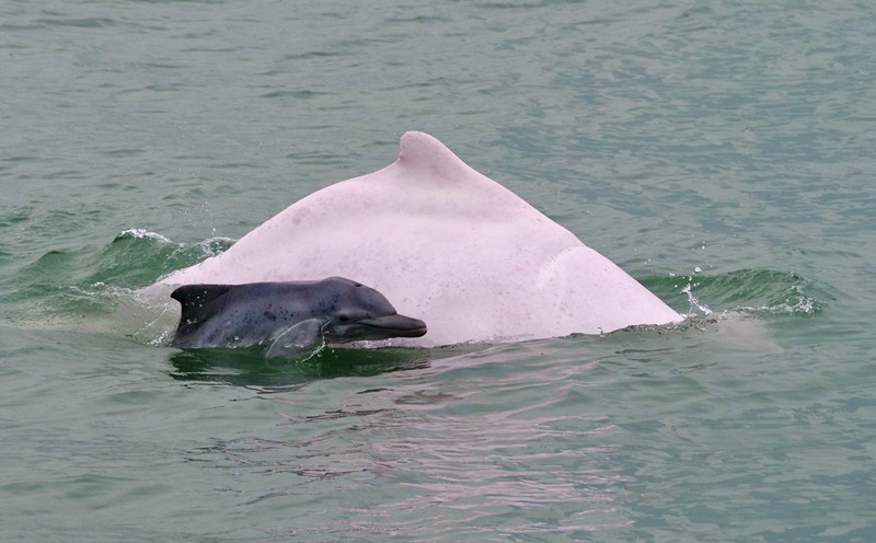 White dolphins find protection, flourish in waters off Xiamen