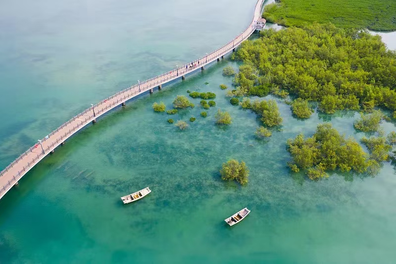 Xiamen's practice of mangrove restoration included in the International Applications of Ecosystem-based Disaster Risk Reduction in Coastal Areas
