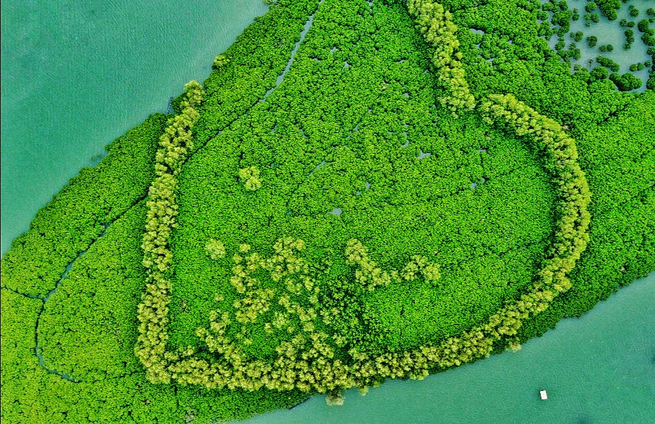 Mangrove forests flourish in Xiamen's coastal area